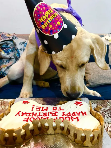 A six-month-old Labrador getting ready to enjoy his first-ever celebration cake. Our healthy ingredients are safe for puppies.