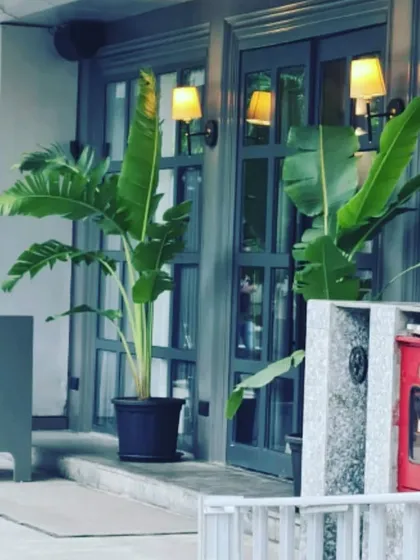 The entrance is the first impression. These gorgeous Traveller's Palms create a welcoming and sophisticated entryway for this restaurant, inviting guests in with a touch of tropical elegance.