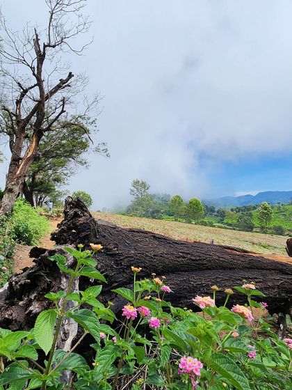 A beautiful composition of a fallen tree, colorful flowers, and misty hills in the background.