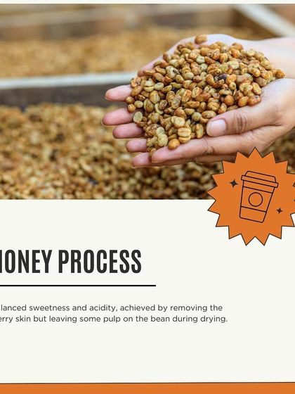 An explanation of the honey processing method. By leaving some pulp on the bean during drying, this method achieves a balance of sweetness and acidity.