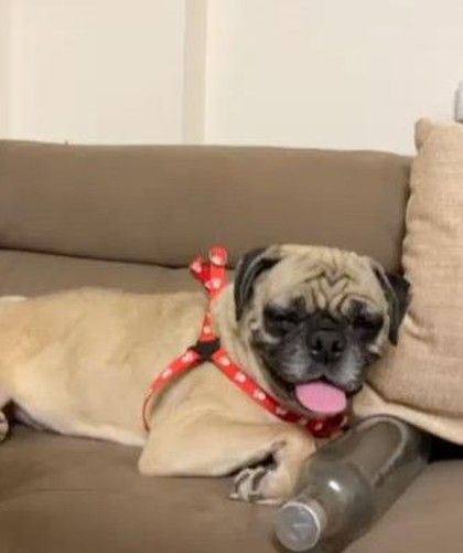 PL Paws - Animal Rescue & Rehabilitation Happy Tails: Our Adoption Stories photo 18