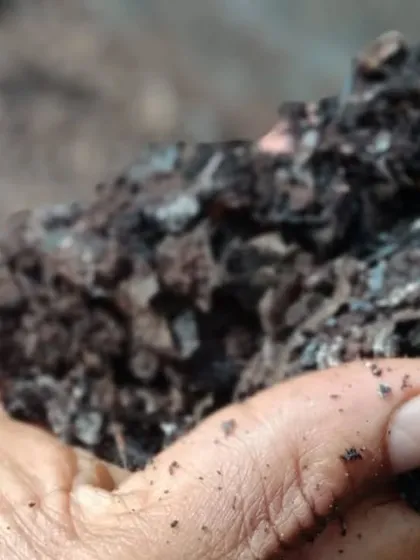 This is the final product from our experiment at Akshayakalpa. The dairy rejects were transformed into this rich, pleasant-smelling compost, ready to nourish the soil. It is a perfect example of Extended Producer Responsibility in action.