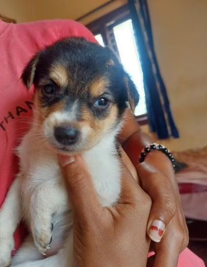 A tri-color puppy from the roadside litter, looking seriously into the camera. They need to find homes urgently.