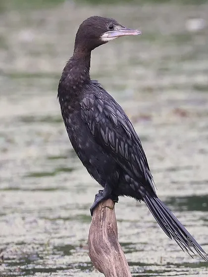 A Little Cormorant, a common resident bird in India. There are 42 species of cormorants worldwide, and they are known for their diving abilities, sometimes reaching depths of 150 feet.