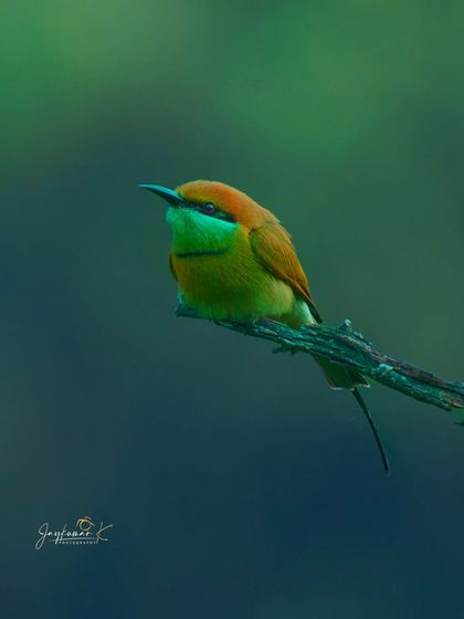 A Green Bee-Eater puffed up against the cold, sitting on a branch against a deep blue-green background. This portrait evokes a sense of mood and atmosphere.