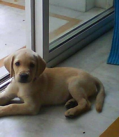 Petspace - Dog Boarding Our Pack Through the Years photo 53