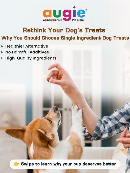 Augie Pets - Pet Supplies Fuel for Happy Hounds: Wholesome Dog Nutrition photo 13