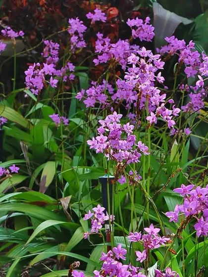 A bed of blooming Ground Orchids (Spathoglottis plicata). These easy-to-grow orchids add a touch of exotic beauty to garden beds and borders.
