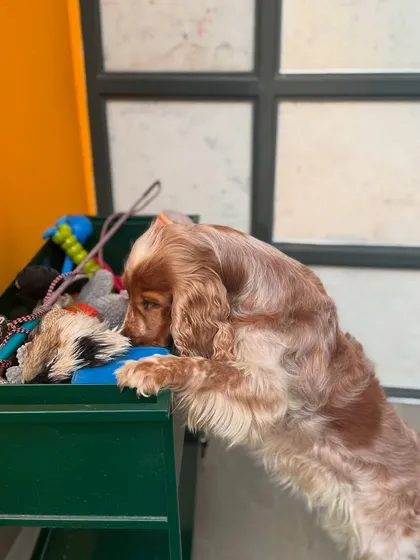 Enrichment is a key part of our daily routine. This Cocker Spaniel is exploring our toy box, which is always filled with engaging and stimulating toys to keep their minds active.