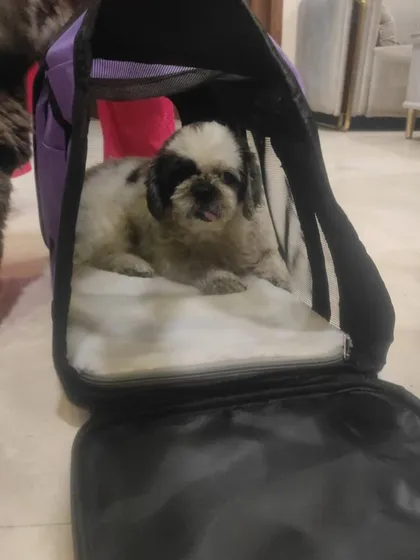 Lily getting used to her soft carrier before her flight to the USA. Familiarizing pets with their travel space is a key step in my process.