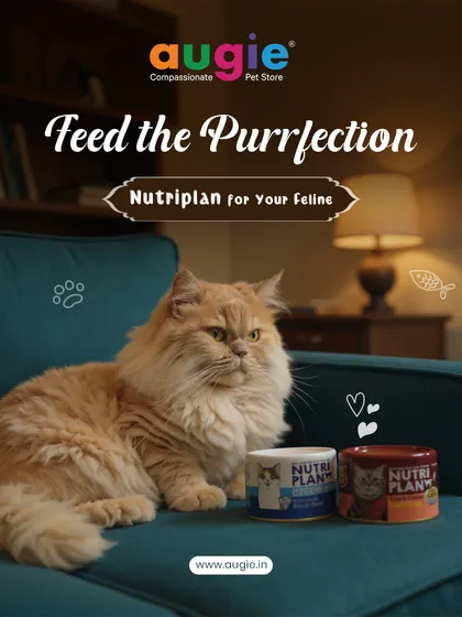 I'm so excited to offer this premium wet food for our feline friends. Nutriplan is crafted in Korea with fresh, high-quality tuna, and it's rich in taurine to support your cat's heart and vision. It's a delicious, healthy meal that shows your cat just how much you care.