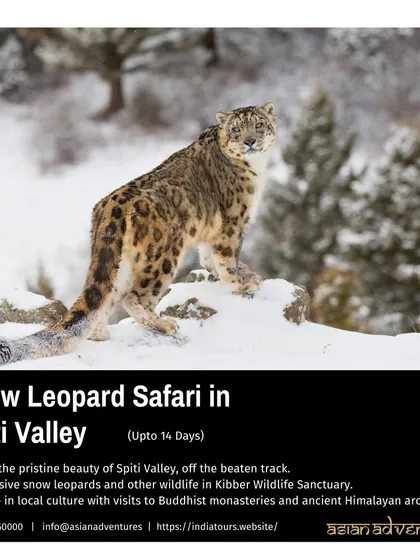 A Snow Leopard perched majestically on a rock in Spiti Valley, surveying its vast, snow-covered territory. Our Spiti expeditions offer one of the best chances in the world to witness this incredible sight.
