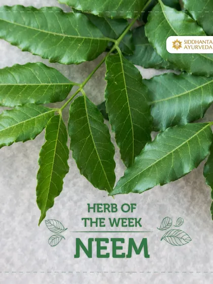 Neem is known as the "Divine Tree" for good reason. It is a powerful natural detoxifier and blood purifier with antibacterial properties, making it highly effective for managing acne, eczema, and other skin disorders.