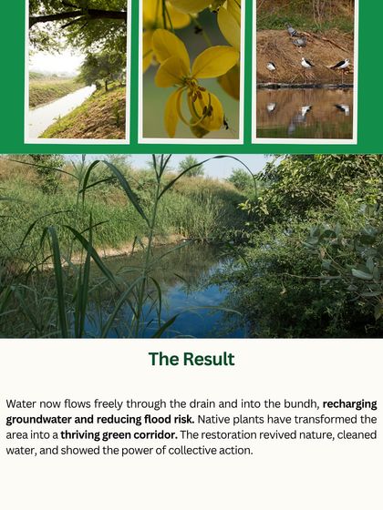 The result of our efforts at Chakkarpur Wazirabad Bundh. The restored drain now recharges groundwater, reduces flood risk, and has become a thriving green corridor for birds and native plants like the Amaltas.