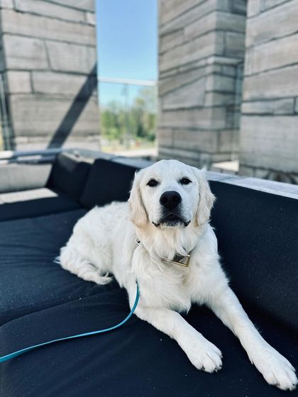 Tulsa Dog Trainer - Immersive Board & Train Programs Board & Train Graduates photo 42