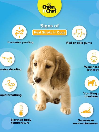 Know the signs of heatstroke in dogs, such as excessive panting and weakness. It's a serious condition, especially in summer.