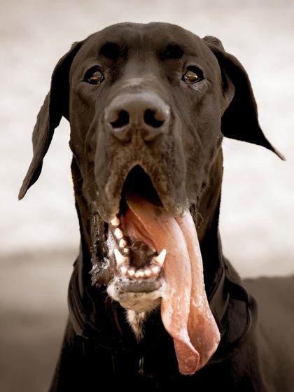 You can't talk about Great Danes without mentioning the glorious, goofy drool. This close-up of Sabbath is all about that magnificent tongue and happy, slobbery expression.