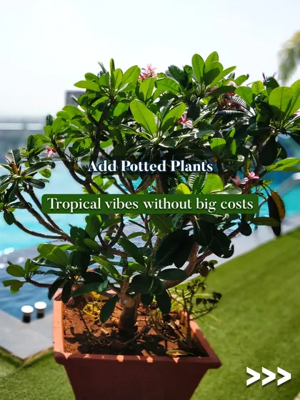 Adding potted plants like this Frangipani (Plumeria) is an easy way to get tropical vibes without a big budget. This one looks beautiful next to a poolside, adding to the relaxing atmosphere.