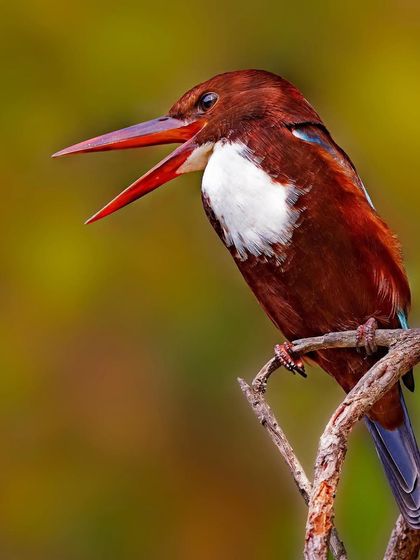 A White-breasted Kingfisher calls from its perch on a branch. The full-body shot shows off its bright white chest and rich, chocolate-brown head.