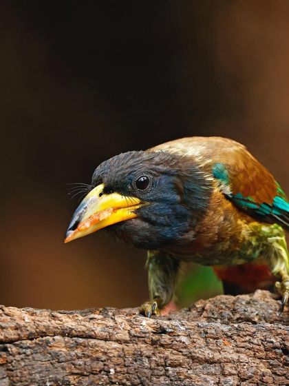 A Great Barbet peers over a log. The composition creates a sense of curiosity, as if the bird is cautiously observing its surroundings.