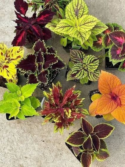 A collection of different Coleus varieties, showing the incredible range of colors available, from lime green to deep burgundy.
