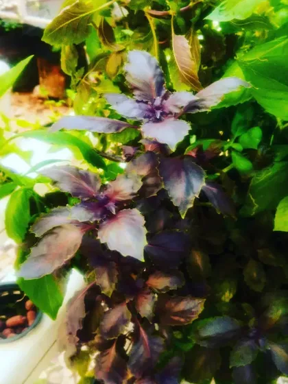 A stunning purple basil plant thriving in a hydroponic setup. Its unique color and flavor make it a favorite among our clients.