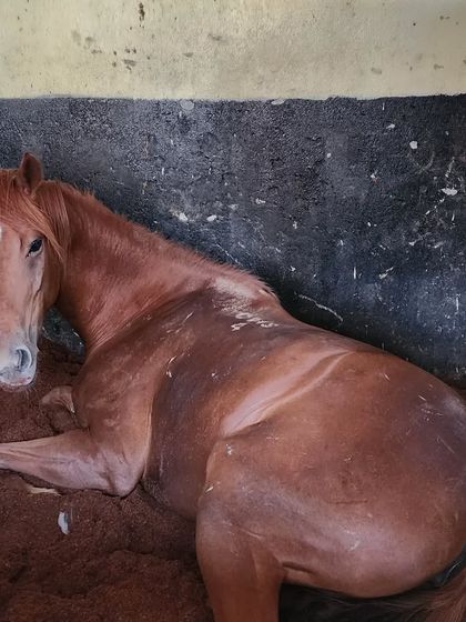 We provide the best for our horses, right down to their bedding. This horse is resting on a deep, comfortable bed of cocopeat, which provides excellent cushioning.