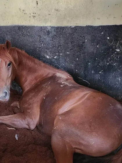 Comfort is key. We use high-quality cocopeat bedding in our stalls, which provides excellent cushioning for the horses to lie down and rest comfortably.