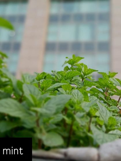 Fresh mint growing with a view of the city in the background. This is urban farming at its finest, right in the heart of Saket at Select Citywalk.