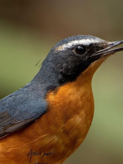 A close-up portrait of a Blue-capped Rock Thrush, often mistaken for a Blue Robin, showing its beautiful orange and blue plumage.