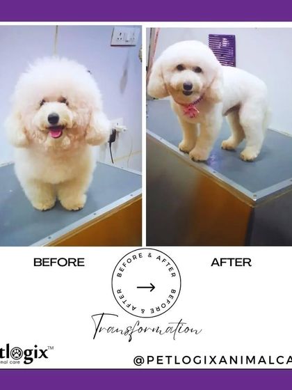 From a furry chaos to a handsome, well-groomed friend. This transformation shows the power of a professional haircut and styling.