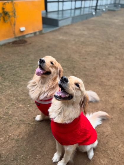 A pair of Golden Retrievers looking dapper in their winter sweaters.