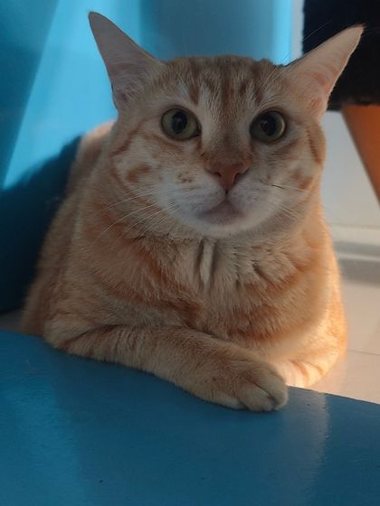 Sammy's Nest - Home Boarding for Small Pets Happy Cats: Our Boarding Guests photo 15