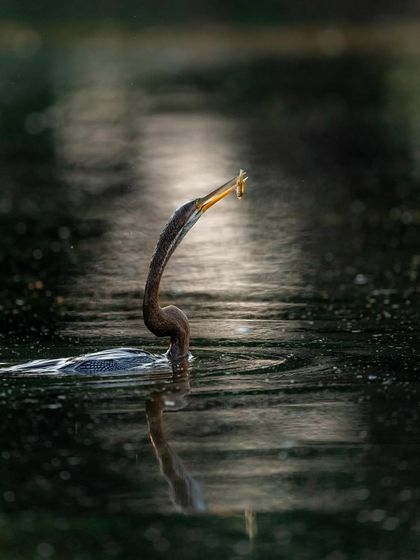 Another moment from the darter's fishing game at Keoladeo. Here it has successfully caught the fish and is about to swallow it. The reflection in the dark water adds to the composition.