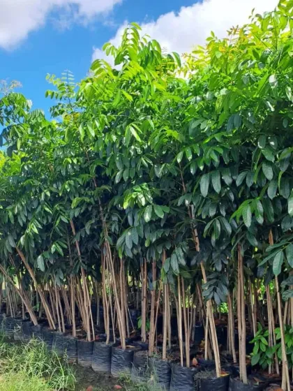 Rows of healthy young trees with dense, dark green foliage, ready for large-scale forestry or landscaping projects.