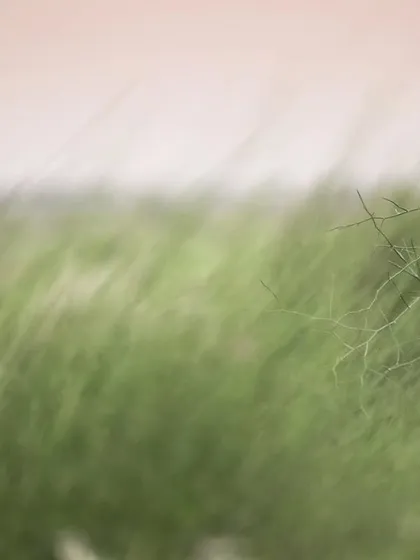 A rosy starling perches on a branch amidst a sea of blurred green grass. I used a slow shutter speed to create this artistic effect, capturing a moment of stillness in a constantly moving environment.