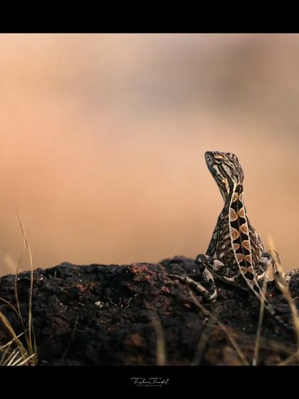 Macro & Miniature Worlds photo 7