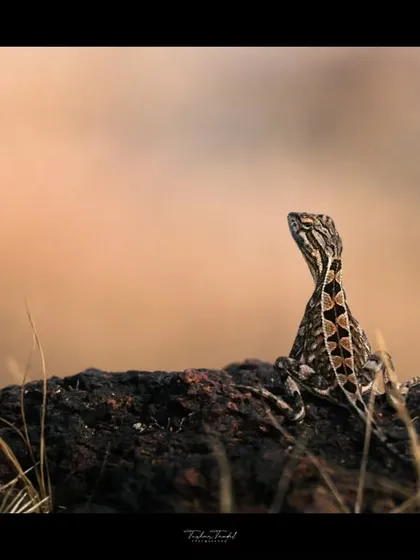 A female fan-throated lizard, more subtle in her coloring but just as beautiful, surveys her surroundings from a rock.