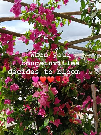 A bougainvillea in full bloom is a spectacular sight on any terrace. We can help you care for these vibrant climbers, ensuring they get the right support and conditions to produce a stunning display of color.