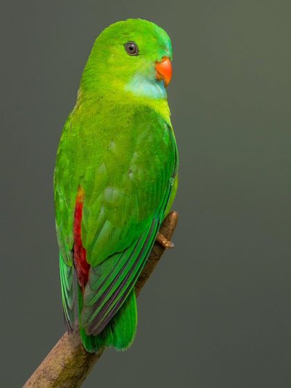 A Vernal Hanging Parrot, one of India's tiniest and most vibrant parrots, photographed in the Western Ghats.