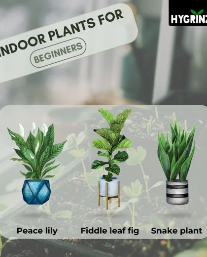 Hygrinz - Garden Design & Landscaping Your Guide to a Green Thumb photo 9