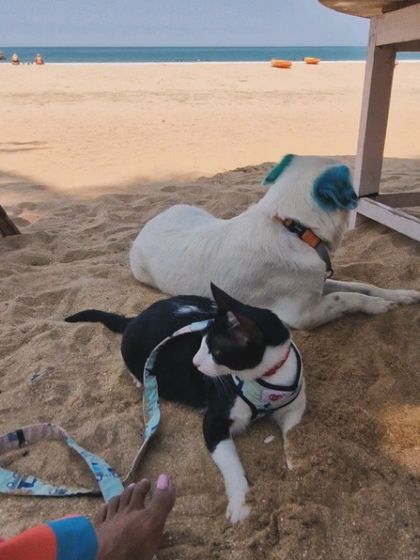 Mamppi Deb - Creative Grooming My Life with Pets photo 3