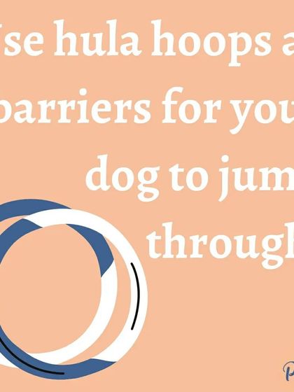 A hula hoop can be a versatile and inexpensive training tool for teaching your dog to jump through barriers.