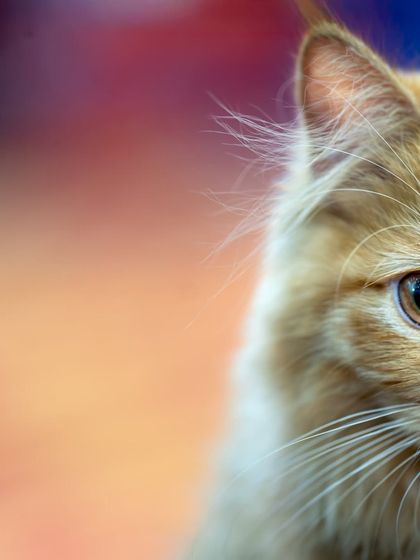 Another artistic crop, focusing on half of the cat's face against a colorful background.