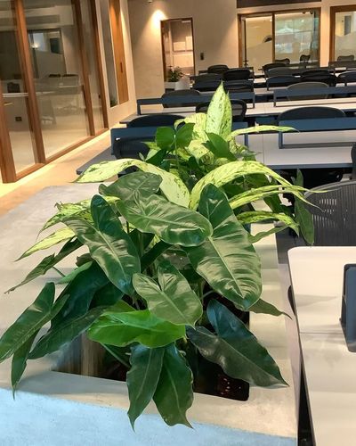 Office Greening