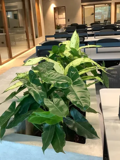 These built-in planters act as natural, beautiful dividers in an open-plan office, helping to define spaces while improving air quality and aesthetics.