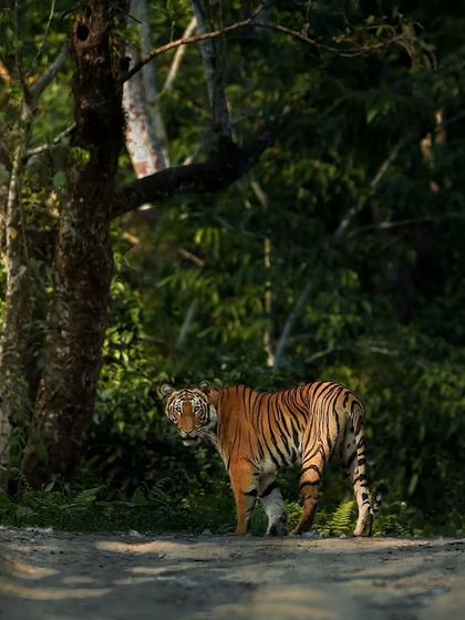 Tigers of India's Jungles photo 68
