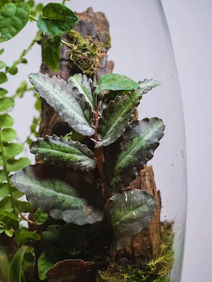 A close-up of the unique, textured leaves of a plant inside the oval terrarium. Each plant is chosen for its beauty and suitability for a closed environment.