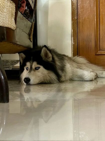 These additional photos showcase the variety of wonderful dogs I have the pleasure of caring for, each with their own unique charm and personality. From playful moments to quiet cuddles, every interaction is special.