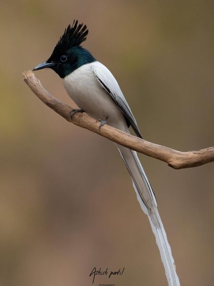 A classic profile shot of the Asian Paradise Flycatcher, highlighting its long, elegant tail.